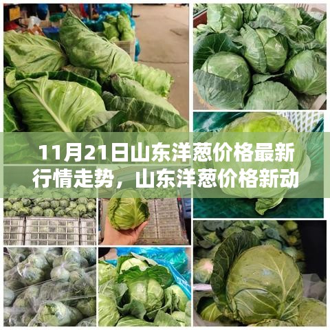 山東洋蔥價(jià)格最新動(dòng)態(tài)，科技智能預(yù)測(cè)引領(lǐng)未來潮流新動(dòng)向