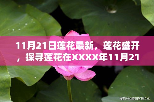 11月21日蓮花最新，蓮花盛開，探尋蓮花在XXXX年11月21日的嶄新篇章