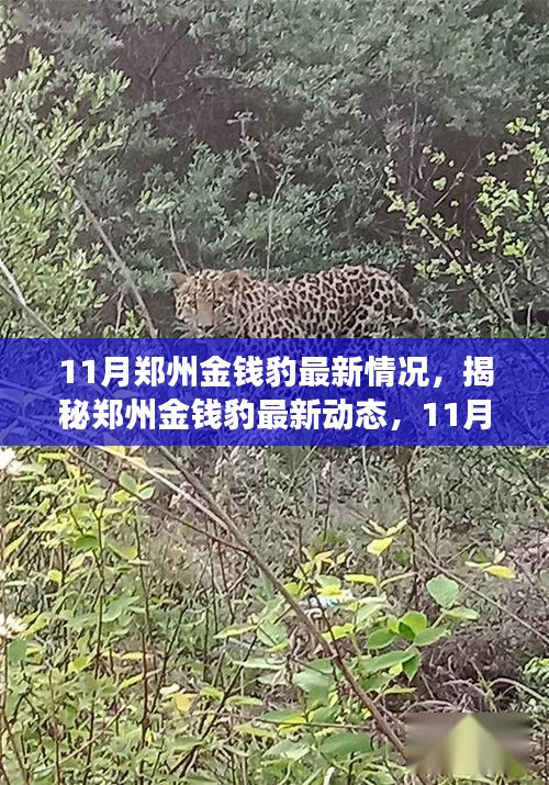 揭秘鄭州金錢豹最新動(dòng)態(tài)，11月的觀察與發(fā)現(xiàn)，金錢豹最新情況揭秘