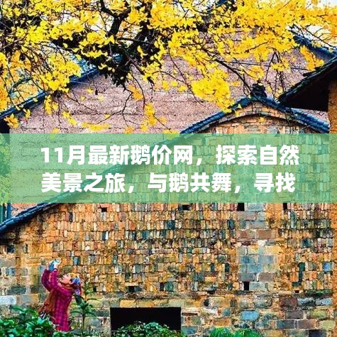 十一月鵝價(jià)網(wǎng)，與自然共舞，探索內(nèi)心寧?kù)o的旅程