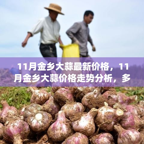 11月金鄉(xiāng)大蒜價(jià)格走勢(shì)分析，多方觀點(diǎn)碰撞與個(gè)人立場(chǎng)