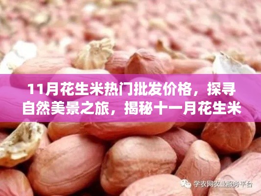 揭秘十一月花生米批發(fā)奧秘，探尋自然美景與內(nèi)心寧?kù)o之旅