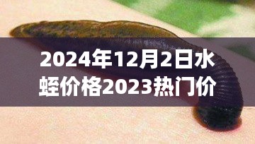 2024年12月2日水蛭價(jià)格2023熱門價(jià)格表,水蛭價(jià)格變遷背后的勵(lì)志故事，學(xué)習(xí)、變化與自信的躍升之旅