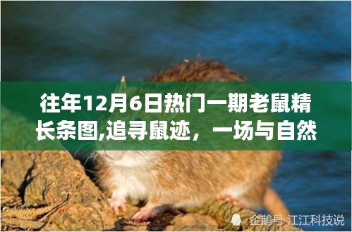 追尋鼠跡，與自然共舞的老鼠精奇妙旅行