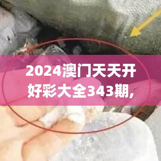 2024澳門天天開好彩大全343期,全面解析與深度體驗(yàn)_復(fù)刻版6.229