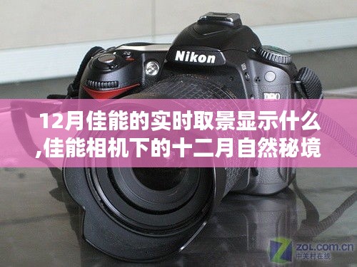 佳能相機(jī)下的十二月自然秘境，實(shí)時(shí)取景揭示寧靜與幽默的十二月佳能視界