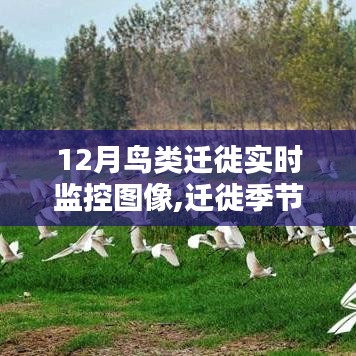 12月鳥類遷徙實(shí)時(shí)監(jiān)控圖像，邂逅遷徙季節(jié)的溫暖，共舞天空之歌的鳥類舞蹈