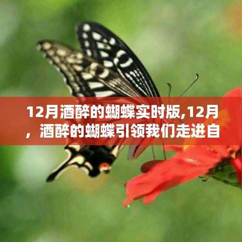 十二月酒醉的蝴蝶，自然懷抱的引領(lǐng)