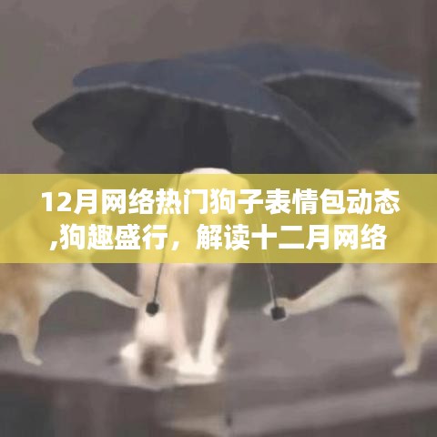 狗趣盛行，解讀十二月網絡熱門狗子表情包背后的文化現象