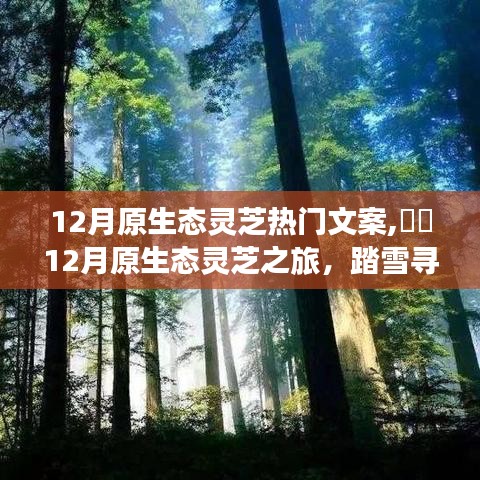 12月原生態靈芝之旅，踏雪尋心靜，共舞自然之靈