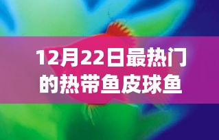 12月22日聚焦，熱帶魚皮球魚熱潮來襲，引領時尚潮流之選