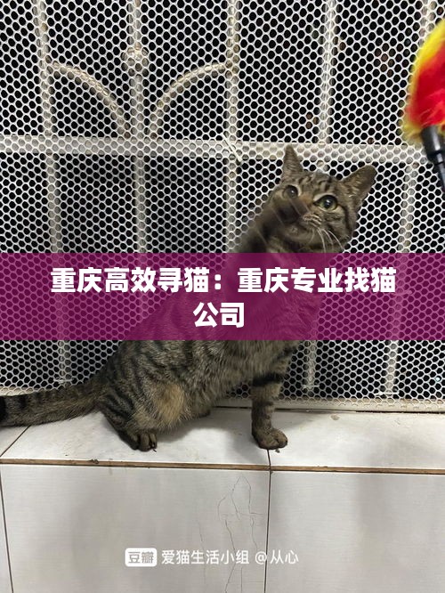 重慶高效尋貓：重慶專業(yè)找貓公司 