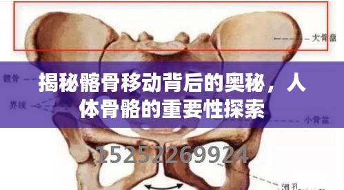 揭秘髂骨移動背后的奧秘，人體骨骼的重要性探索