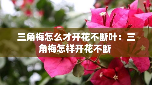 三角梅怎么才開(kāi)花不斷葉：三角梅怎樣開(kāi)花不斷 