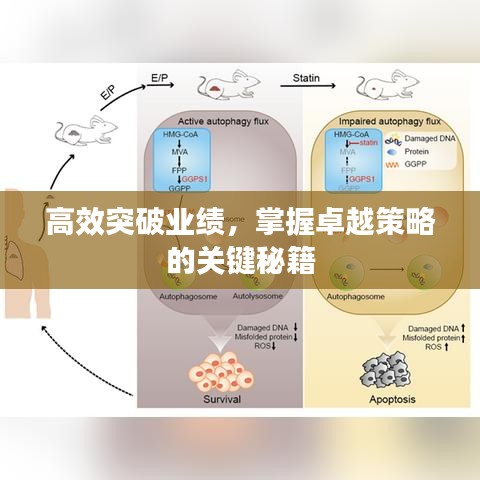 高效突破業(yè)績，掌握卓越策略的關(guān)鍵秘籍