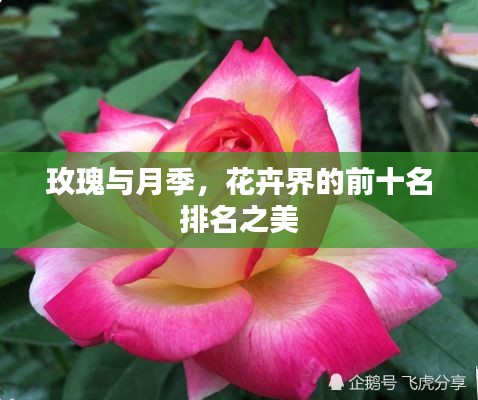 玫瑰與月季，花卉界的前十名排名之美