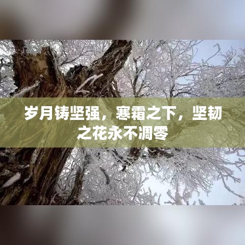歲月鑄堅強(qiáng)，寒霜之下，堅韌之花永不凋零