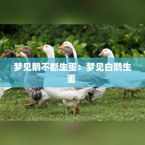 夢(mèng)見(jiàn)鵝不斷生蛋：夢(mèng)見(jiàn)白鵝生蛋 