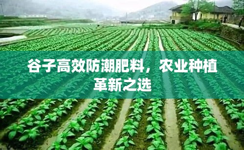 谷子高效防潮肥料，農(nóng)業(yè)種植革新之選