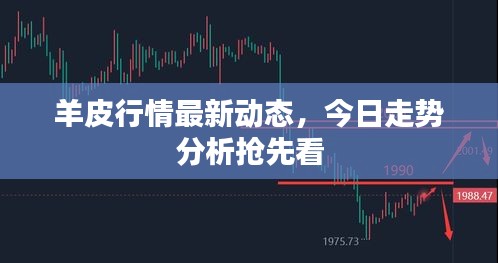 羊皮行情最新動(dòng)態(tài)，今日走勢(shì)分析搶先看