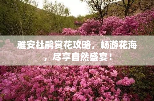 雅安杜鵑賞花攻略，暢游花海，盡享自然盛宴！