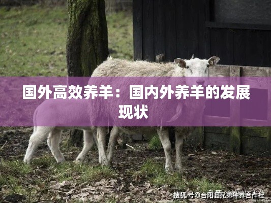 國外高效養(yǎng)羊：國內(nèi)外養(yǎng)羊的發(fā)展現(xiàn)狀 