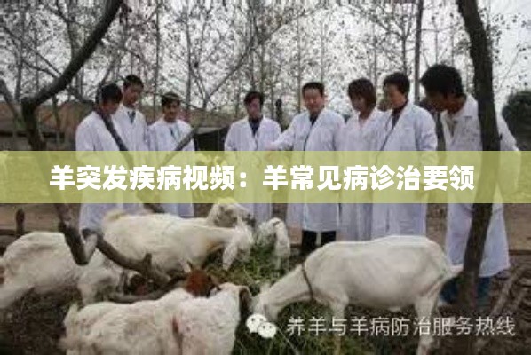 羊突發疾病視頻：羊常見病診治要領 