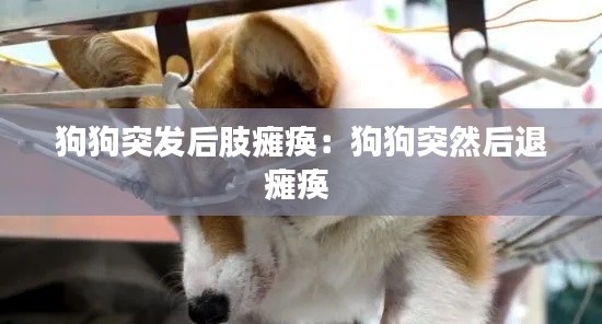 狗狗突發(fā)后肢癱瘓：狗狗突然后退癱瘓 