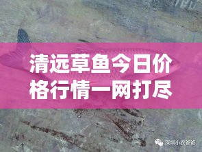 清遠(yuǎn)草魚今日價(jià)格行情一網(wǎng)打盡