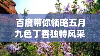 百度帶你領略五月九色丁香獨特風采，美不勝收！