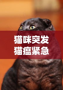 貓咪突發貓瘟緊急救治措施