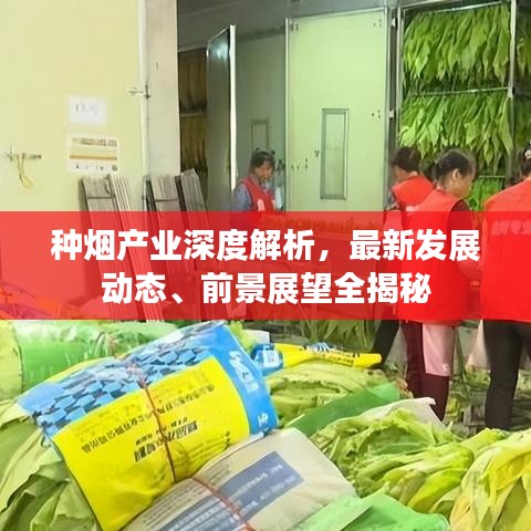 種煙產業深度解析，最新發展動態、前景展望全揭秘