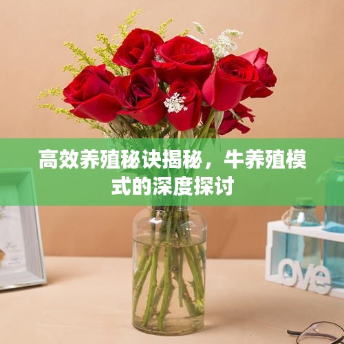 高效養(yǎng)殖秘訣揭秘，牛養(yǎng)殖模式的深度探討