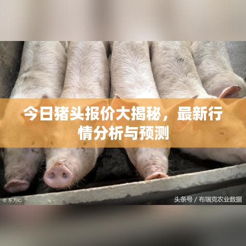 今日豬頭報(bào)價(jià)大揭秘，最新行情分析與預(yù)測(cè)