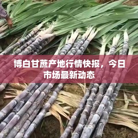 博白甘蔗產地行情快報，今日市場最新動態