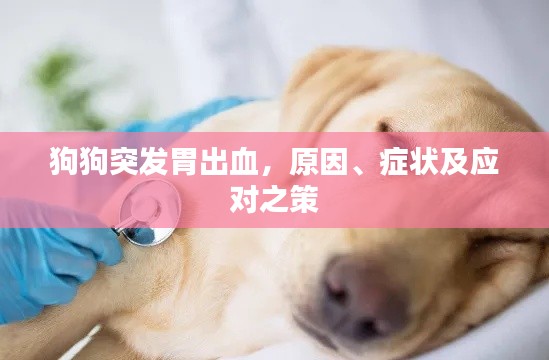 狗狗突發(fā)胃出血，原因、癥狀及應對之策