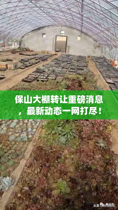 保山大棚轉(zhuǎn)讓重磅消息，最新動態(tài)一網(wǎng)打盡！
