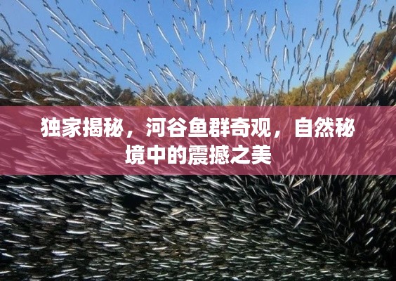獨家揭秘，河谷魚群奇觀，自然秘境中的震撼之美