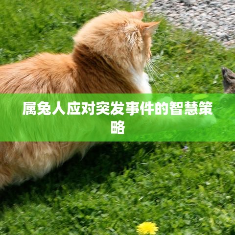 屬兔人應對突發事件的智慧策略