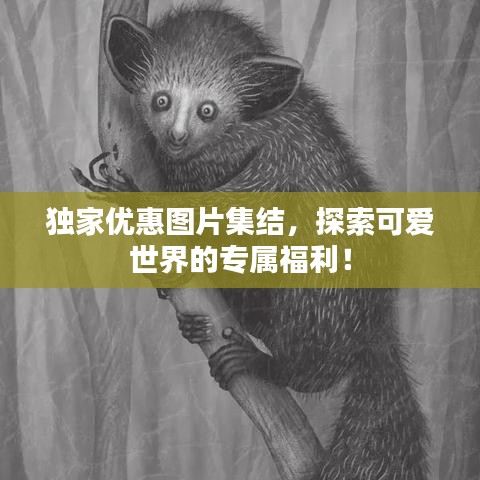 獨家優惠圖片集結，探索可愛世界的專屬福利！