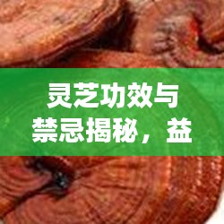 靈芝功效與禁忌揭秘，益處與注意事項深入了解