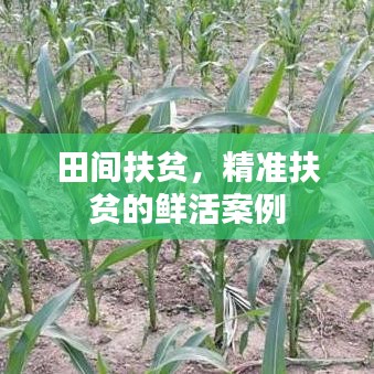 田間扶貧，精準(zhǔn)扶貧的鮮活案例