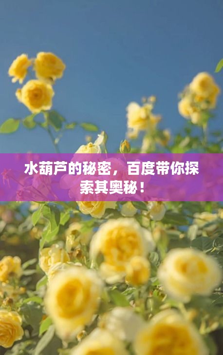 水葫蘆的秘密，百度帶你探索其奧秘！