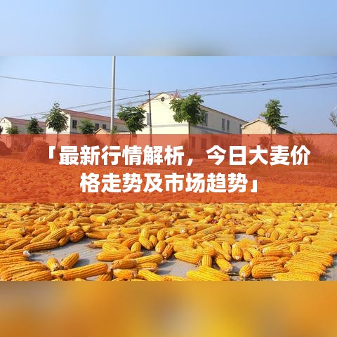 「最新行情解析，今日大麥價(jià)格走勢(shì)及市場(chǎng)趨勢(shì)」