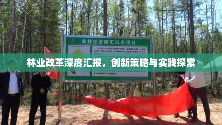 林業改革深度匯報，創新策略與實踐探索