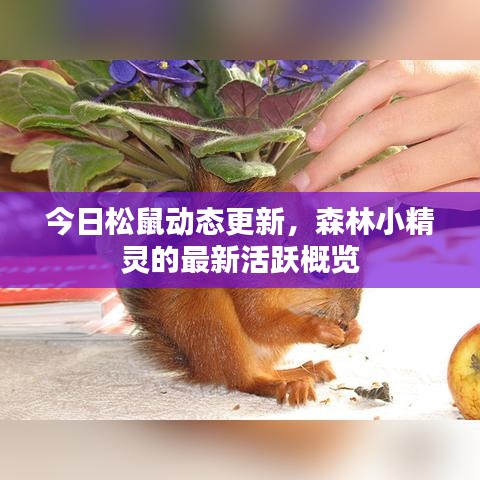 今日松鼠動態更新，森林小精靈的最新活躍概覽