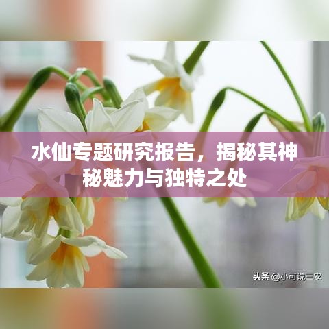 水仙專題研究報告，揭秘其神秘魅力與獨(dú)特之處