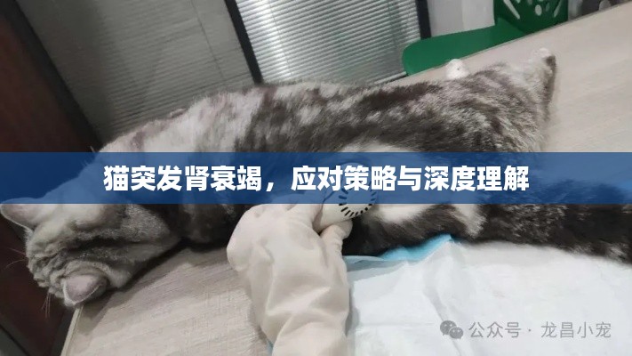 貓突發腎衰竭，應對策略與深度理解