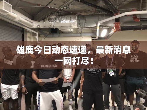 雄鹿今日動態速遞，最新消息一網打盡！