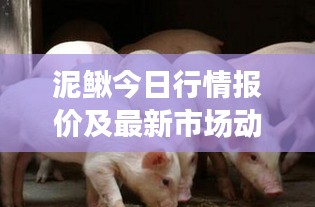 泥鰍今日行情報(bào)價(jià)及最新市場(chǎng)動(dòng)態(tài)分析
